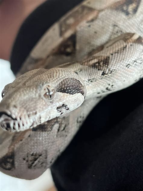 What morph is my boa? - Boa Constrictors - MorphMarket Reptile Community