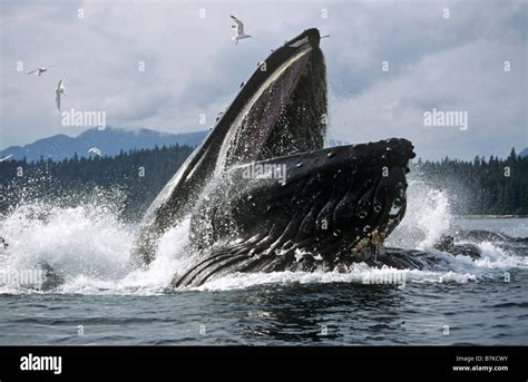 Rorqual A Bosse Bouche Ouverte Banque De Photographies Et Dimages