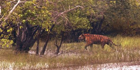 Sundarban National Park & Tiger Reserve, West Bengal, India