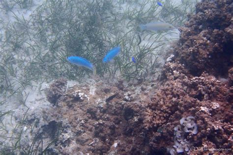 Snorkeling at Dravuni Island, Fiji