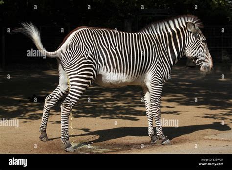 Grevy S Zebra Equus Grevyi Also Known As The Imperial Zebra