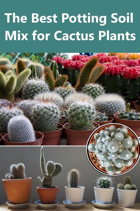 How To Make Cactus Soil For Outdoor Plants