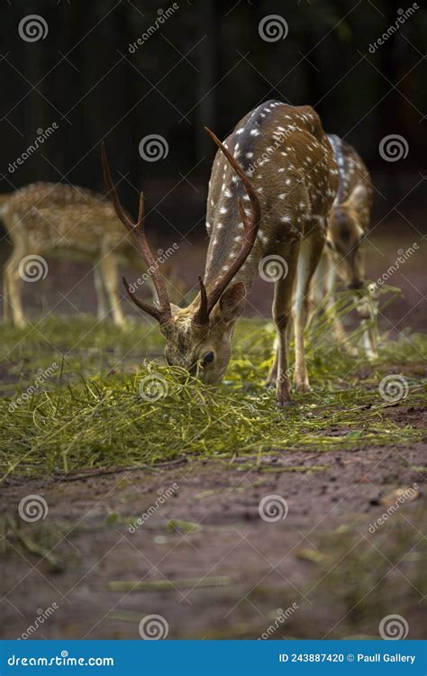 Deer Activity In Captivity Stock Photo Image Of South