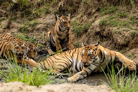 Tiger Cubs in India | Pugdundee Safaris