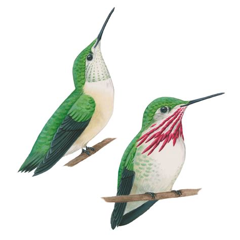 Broad Tailed Hummingbird Celebrate Urban Birds