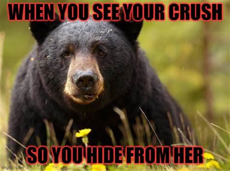 Funny Bear Memes