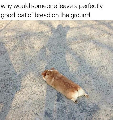 Hey Pandas Post The Funniest Corgi Meme You Have Ever Seen Closed