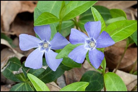 The Periwinkle Mystery - Bernheim Arboretum and Research Forest