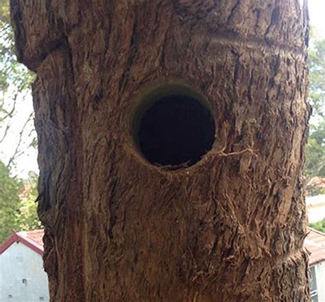 Tree Hollows For Habitat Sustainable Gardening Australia