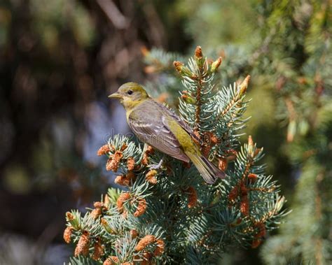Female Western Tanager At Rest Stock Image Image Of Needles Nature 55213281