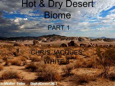 Hot And Dry Desert Plants