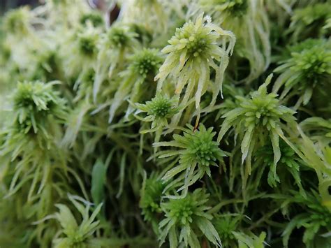 Sphagnum Girgensohnii British Bryological Society