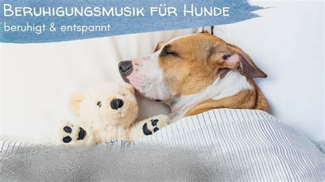 Entspannungsmusik F R Hunde Beruhigungsmusik Relaxing Music For