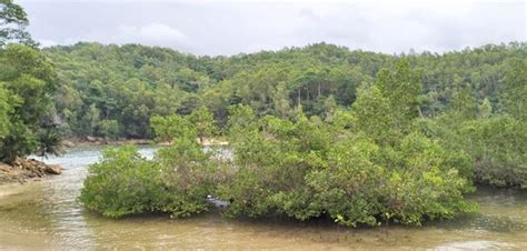 Keajaiban Pohon Mangrove Perlindungan Pantai Keseimbangan Ekosistem