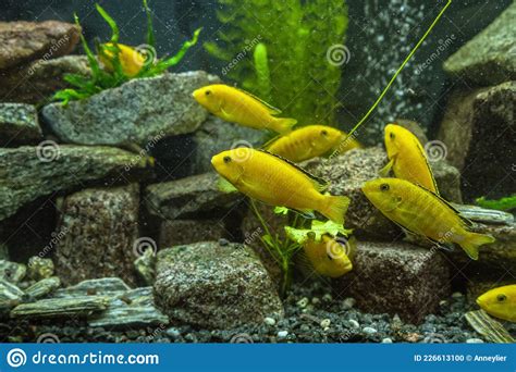 Electric yellow cichlid stock photo. Image of decorative - 226613100