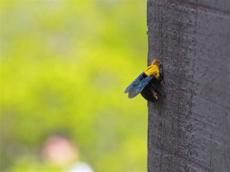 carpenter-bee-infestation - Precise Termite & Pest Control