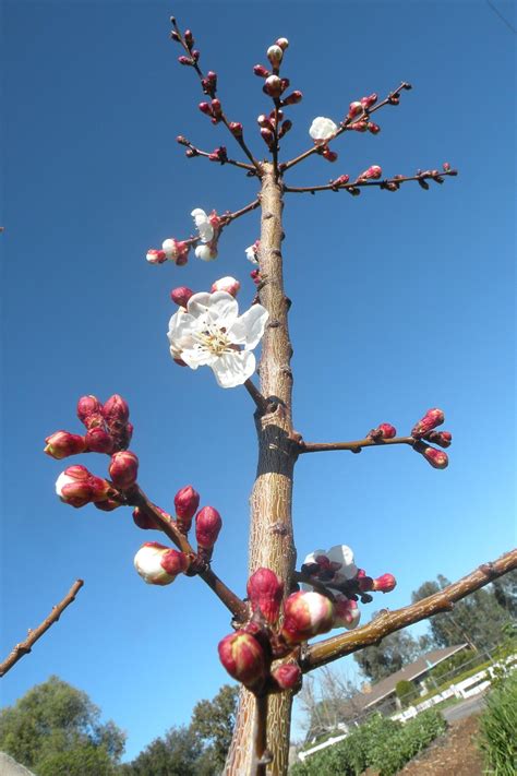 Do Apricot Trees Have Flowers at Mary Reilly blog
