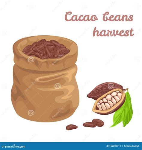 Granos De Cacao Aislados Sobre Fondo Blanco Ilustración del Vector