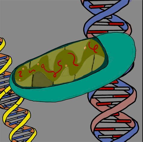 Mitochondrial Eve: Genesis