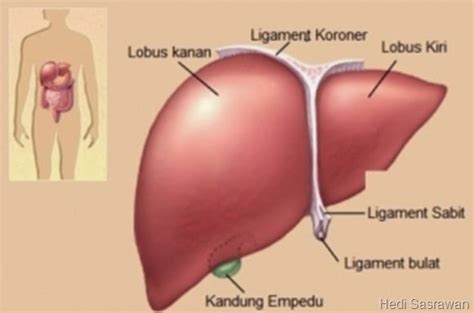 23 Fungsi Hati Manusia (Artikel Lengkap) | Hedi Sasrawan