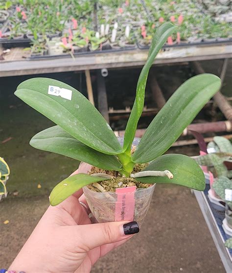 Orchidee Phalaenopsis Lioulin Orange (peloric – 2 eyes) (FS) – OrchidGarden