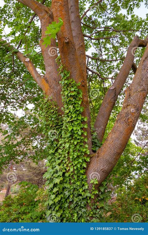 Green Vines Growing Up A Trunk Of A Tree Stock Image Image Of Forest