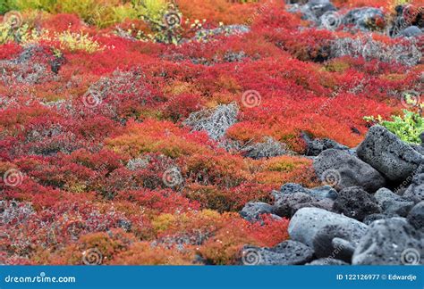 Plants On The Galapagos Islands Stock Image Image Of Tourism America