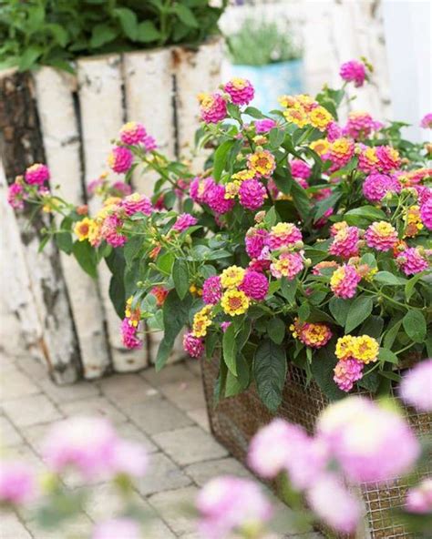 Como Plantar E Cuidar De Lantana