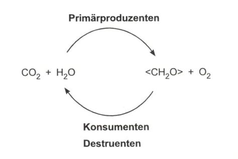 Ökologie Flashcards Quizlet
