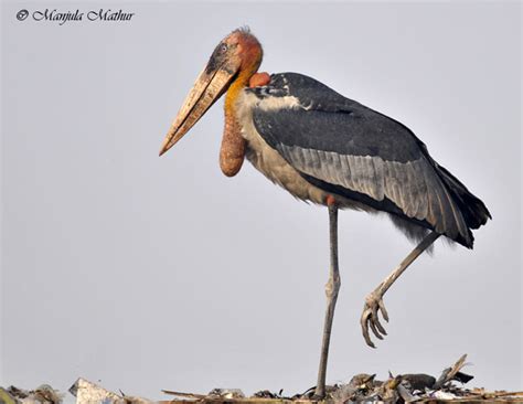 Greater Adjutant – Wildlife of Pakistan