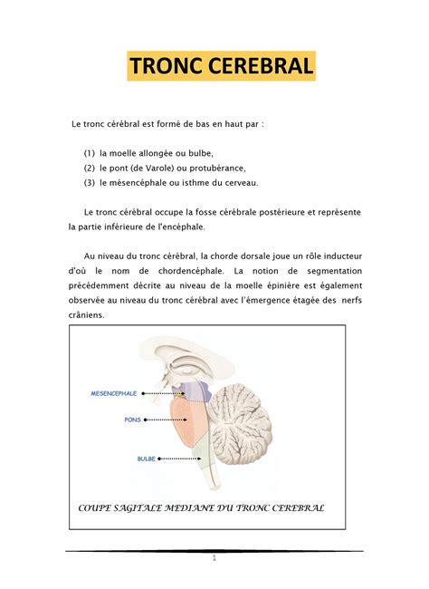 Anatomie De Tronc C R Bral Tronc Cerebral Le Tronc C R Bral Est Form