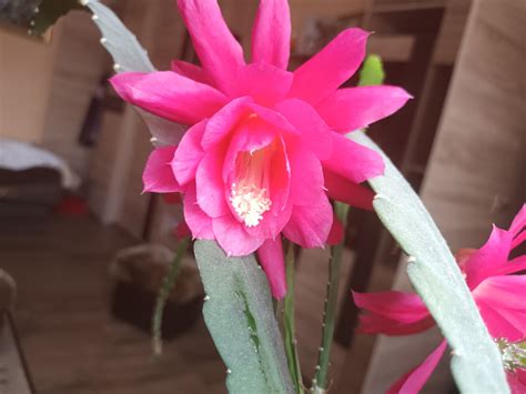 Epiphyllum Kaktus Bezkolcowy R Owy Pi Knie Kwitnie Wysy Ka Olx Lublin