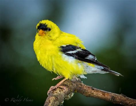 Goldfinch - Learn About Nature