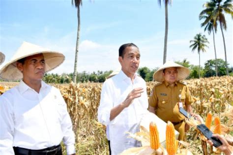 Jokowi Minta Bulog Segera Serap Hasil Panen Petani