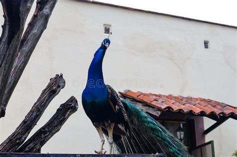 Peacock Standing On A Fence Watching Over The Females Of Its Kind Stock