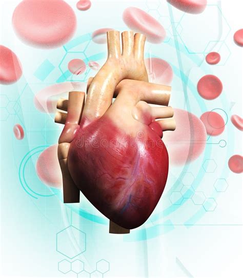 Heart Muscle Structure Illustration Illustration Of Cardiac Tissue