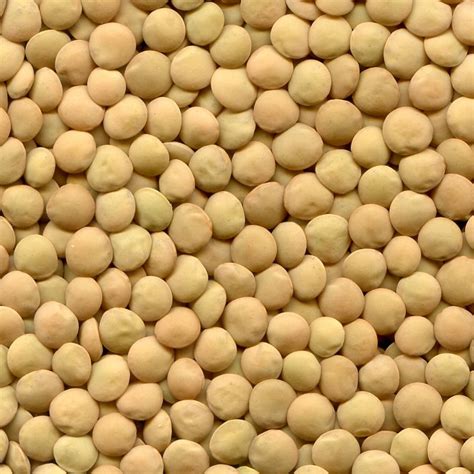 Чечевица зеленая купить оптом - ExportGrain