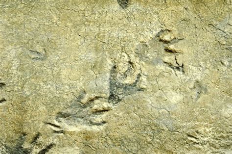 Dinosaur Footprint Fossils Stock Image C0102633 Science Photo Library