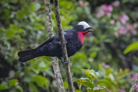 18 Days Special Colombia Birding Tour Coraves Birding Tours