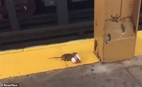 Social Media Goes Wild For Coffee Rat Rodent Filmed Dragging Espresso