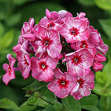 Phlox Paniculata Fireworks Horsford Gardens And Nursery