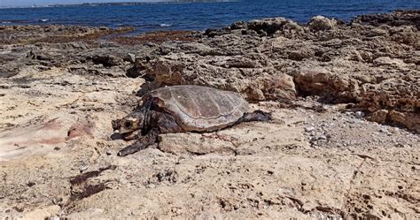 Tartaruga Caretta Caretta Rinvenuta Morta A Marina Di Melilli