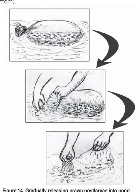 Figure 1 from Freshwater prawn Macrobrachium rosenbergii farming in ...