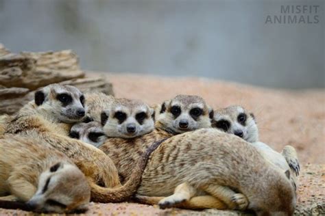 Desert Animals: 34 Animals That Thrive In The Desert