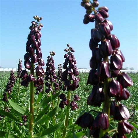 Fritillaria Persica Purple Dynamite