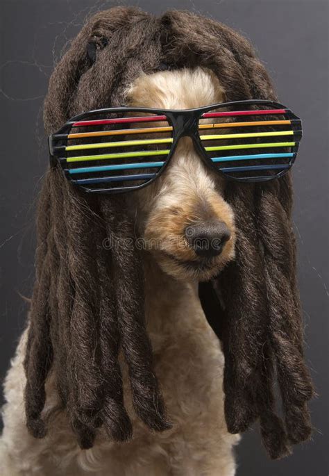 80 S Poodle With Dreads Stock Photo Image Of Colored 34724264