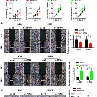 Setd Inhibits Emt Of A And H Cells A The Molecular Marker