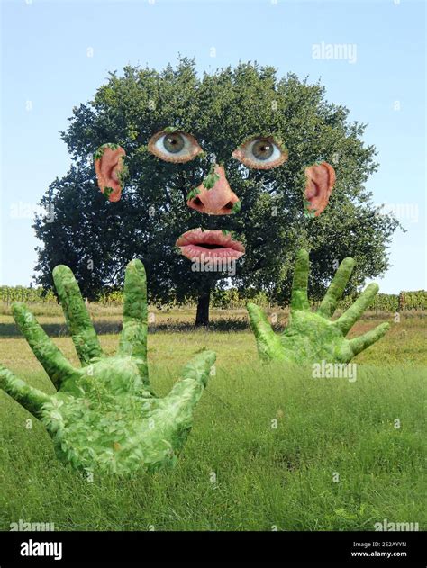 Funny Tree with human Hands and Face in a Green Field - Collage Stock ...