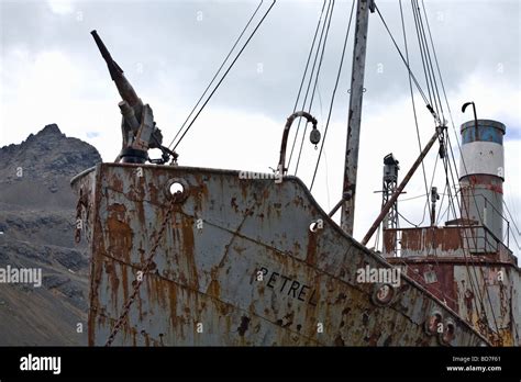 Old British Whaling Boat Petrel With Harpoon Gun Grytviken Harbour