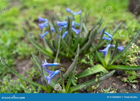 Flores Que Empiezan A Florecer En Primavera Es Scilla Foto De Archivo